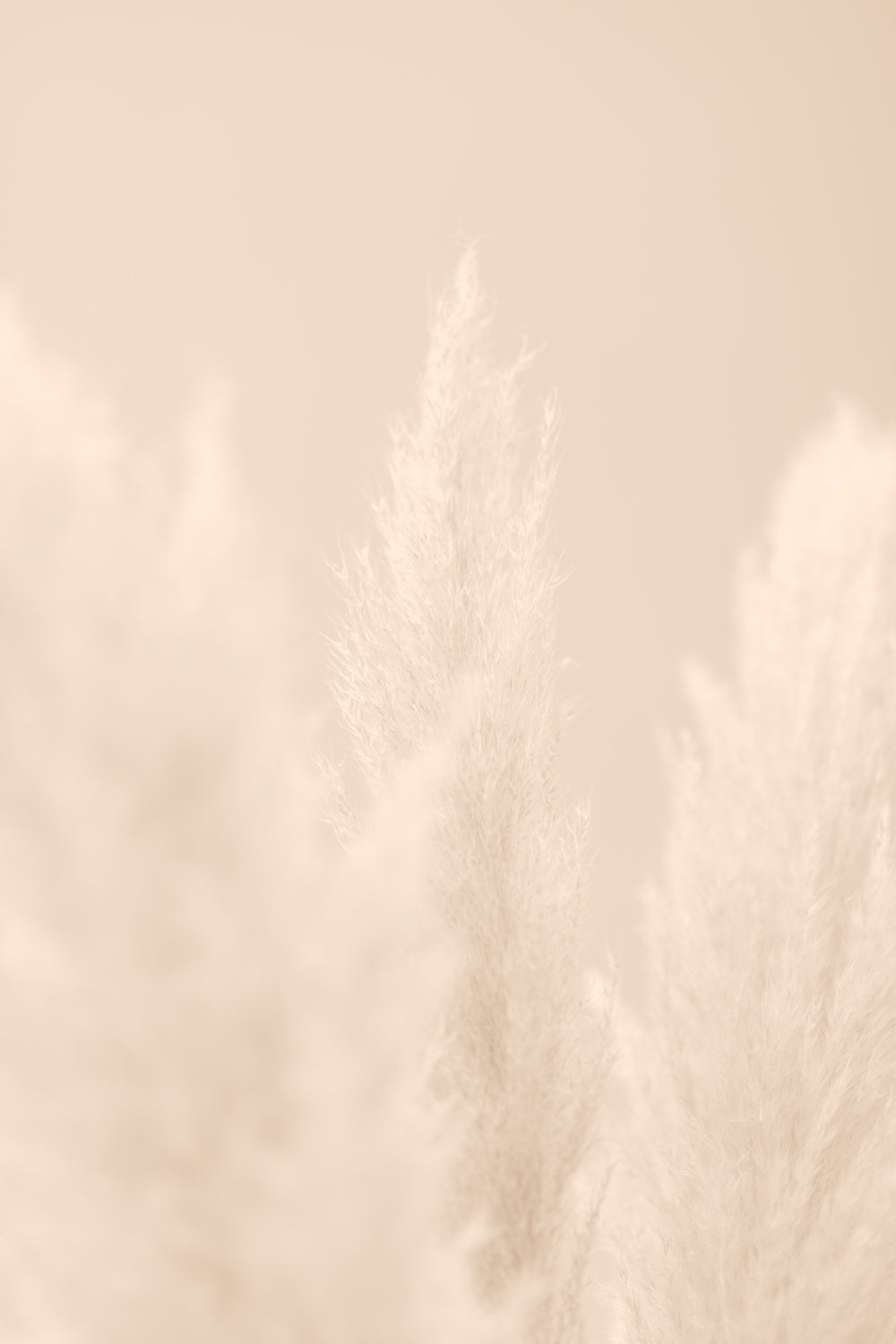 Pampas Grass Beige 04 Poster och Canvastavla