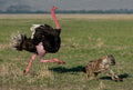 Chasing the Hyena Poster och Canvastavla