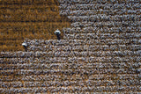 Cotton world Poster och Canvastavla
