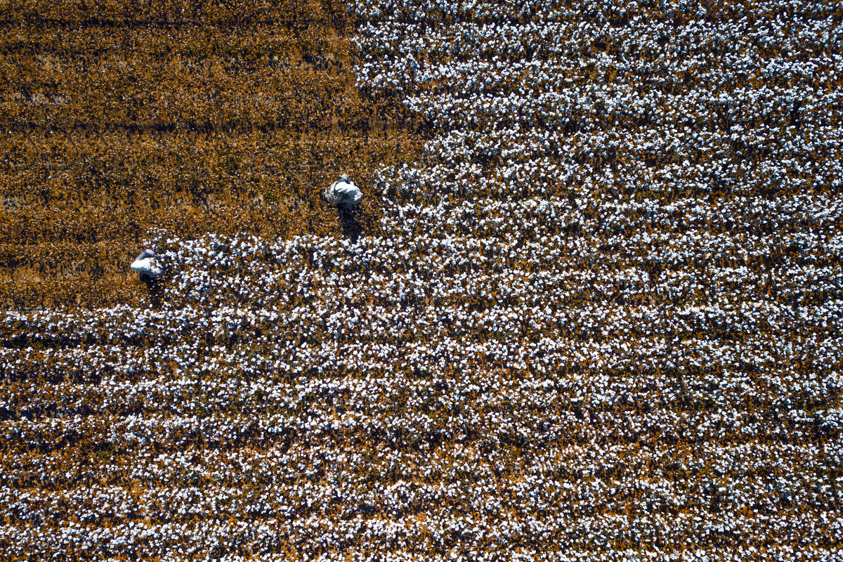 Cotton world Poster och Canvastavla
