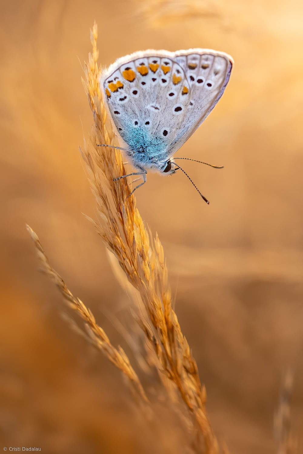 Common Blue Butterfly Poster och Canvastavla
