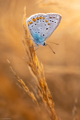 Common Blue Butterfly Poster och Canvastavla