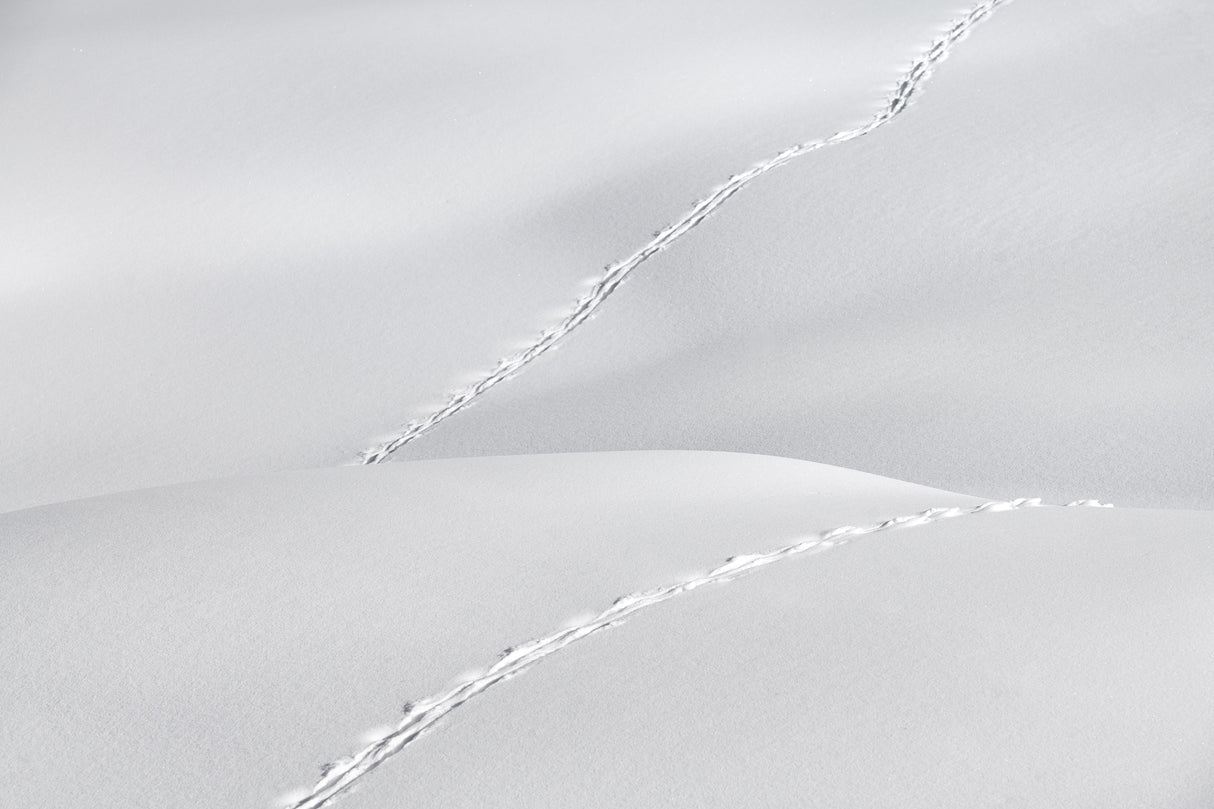 Traces Poster och Canvastavla