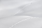 Traces Poster och Canvastavla