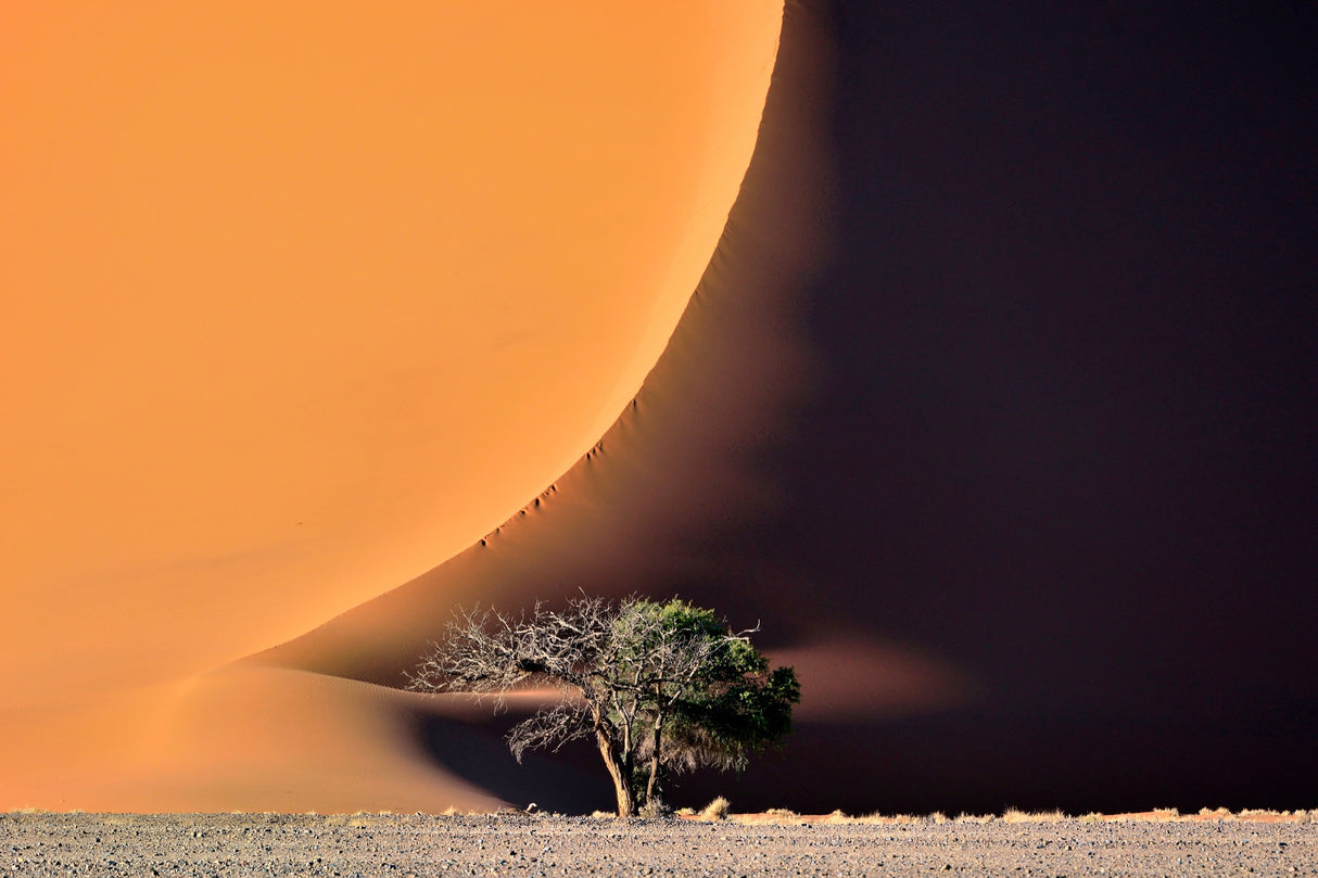 The dune and the tree Poster och Canvastavla