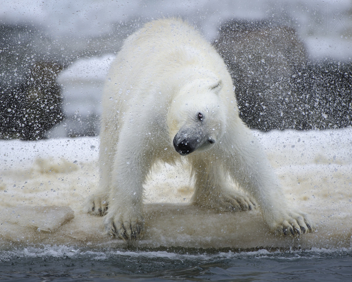 Polar bear Poster och Canvastavla