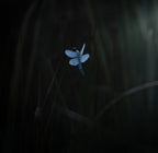 Morning dewⅡ Poster och Canvastavla