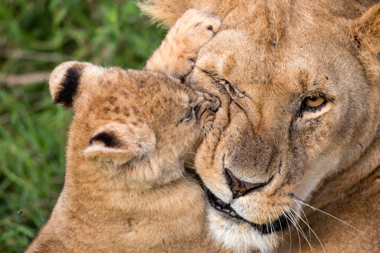 Mother Love Poster och Canvastavla