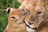 Mother Love Poster och Canvastavla