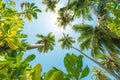Tropical Up Poster och Canvastavla
