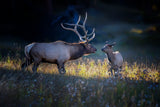 Father and calf Poster och Canvastavla