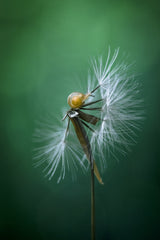 Wish I Can Fly Poster och Canvastavla