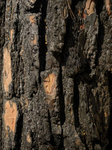 close up texture of a burnt tree Poster och Canvastavla