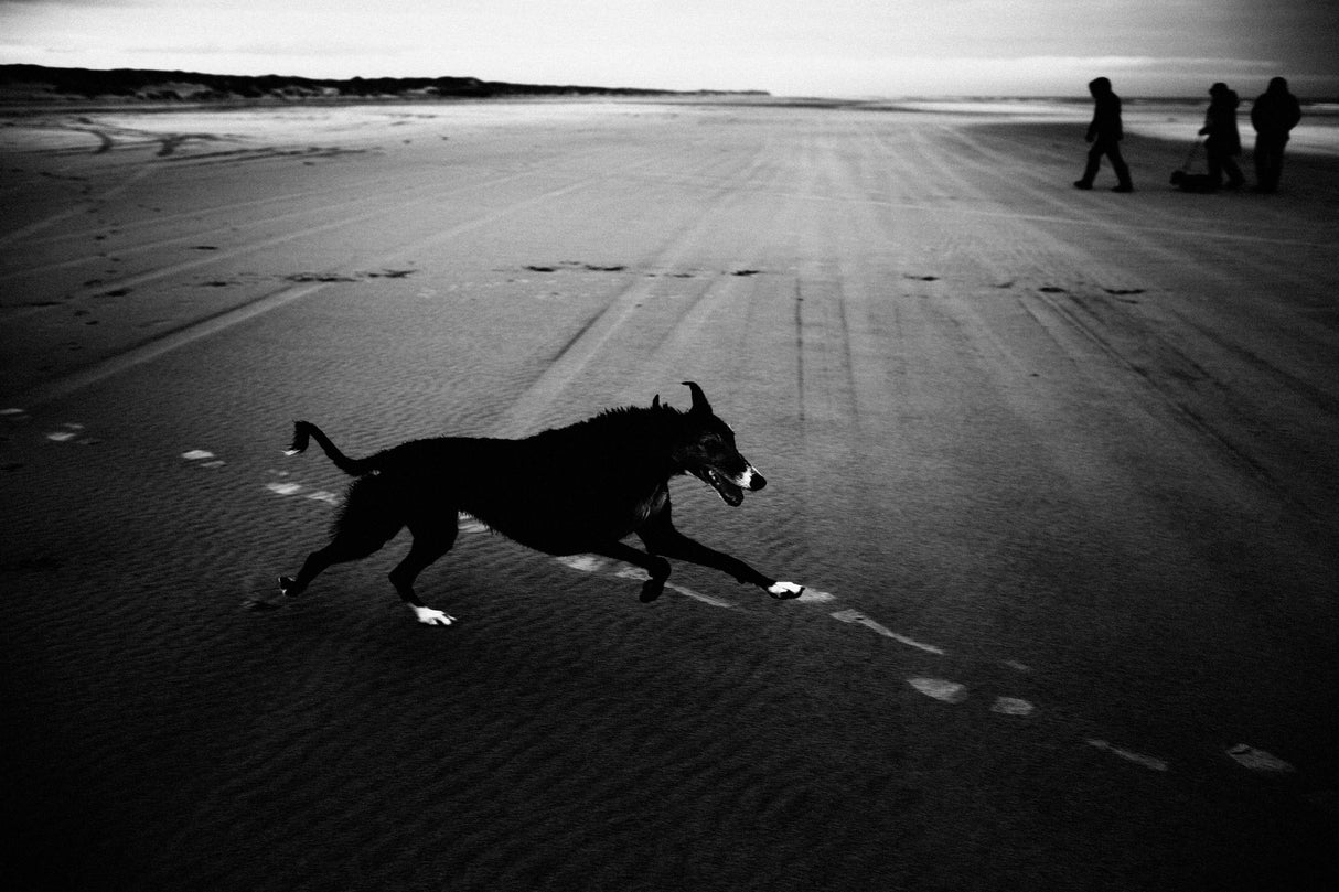 dog Poster och Canvastavla