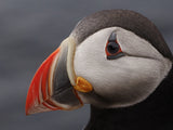 puffin Poster och Canvastavla