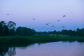 Flock of Birds During The Blue Hour Poster och Canvastavla