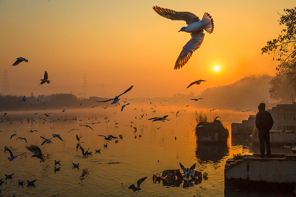 Wings over Yamuna Poster och Canvastavla