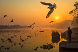 Wings over Yamuna Poster och Canvastavla