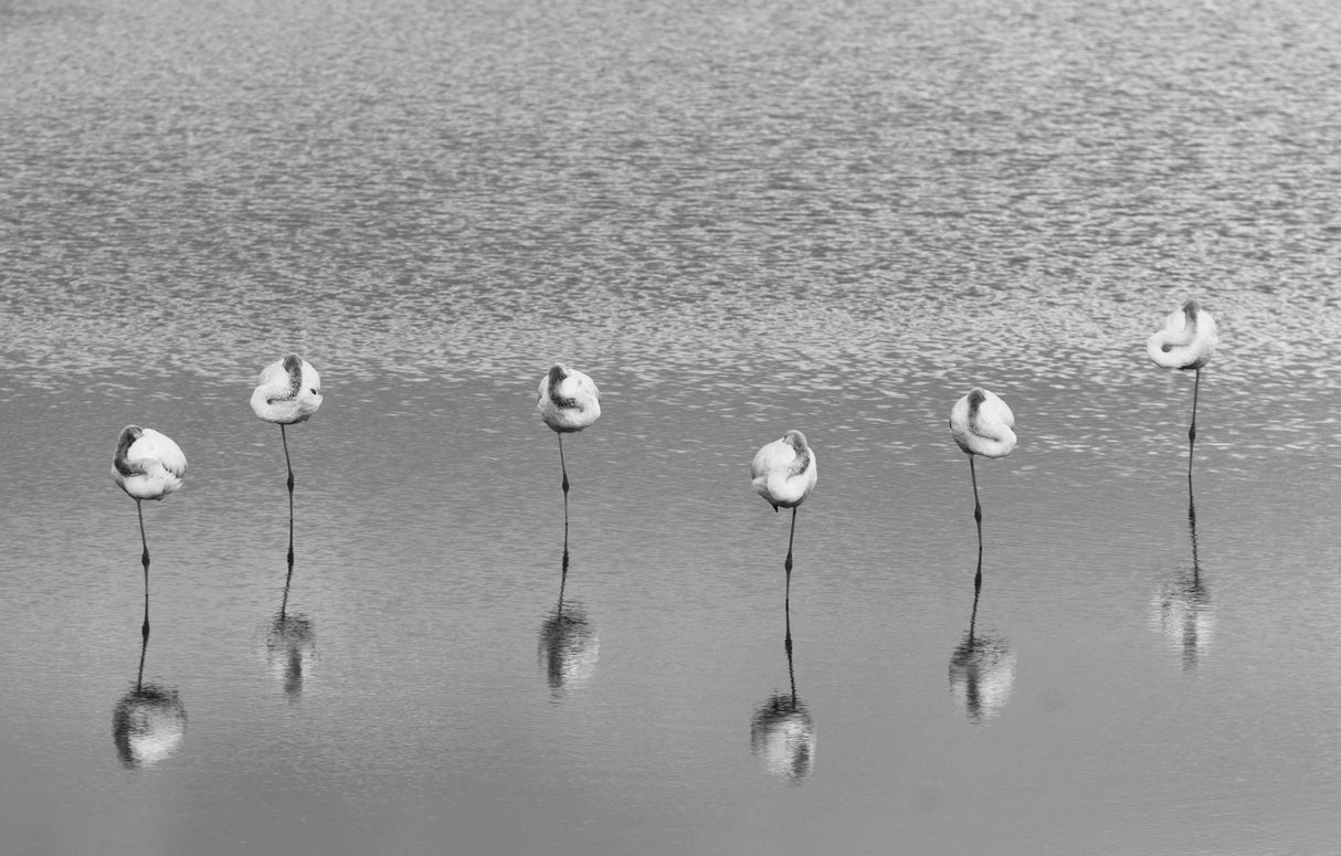 Sleeping flamingos Poster och Canvastavla