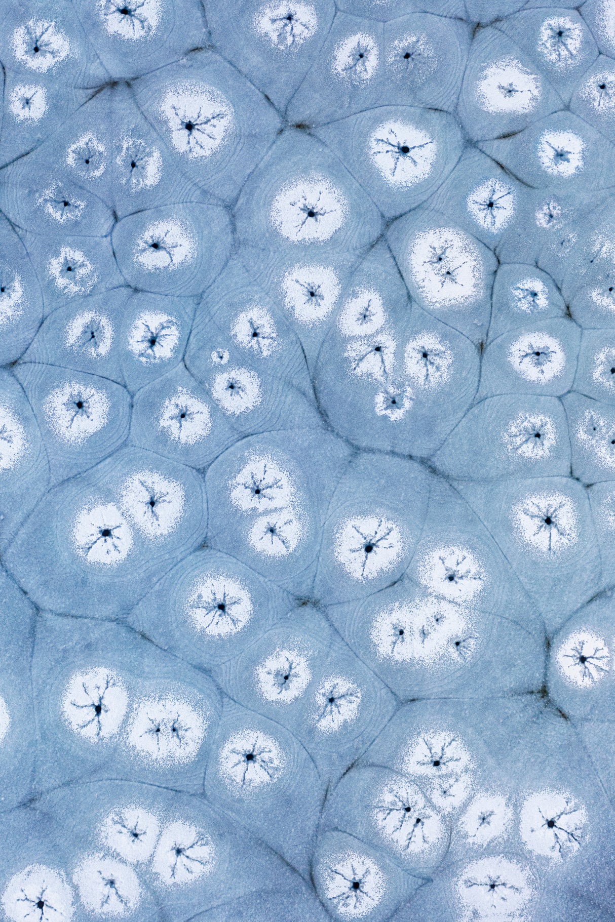 Ice Flowers Poster och Canvastavla