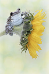Frog Sunshine Poster och Canvastavla