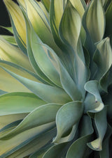 The Agave along the California Coast Poster och Canvastavla
