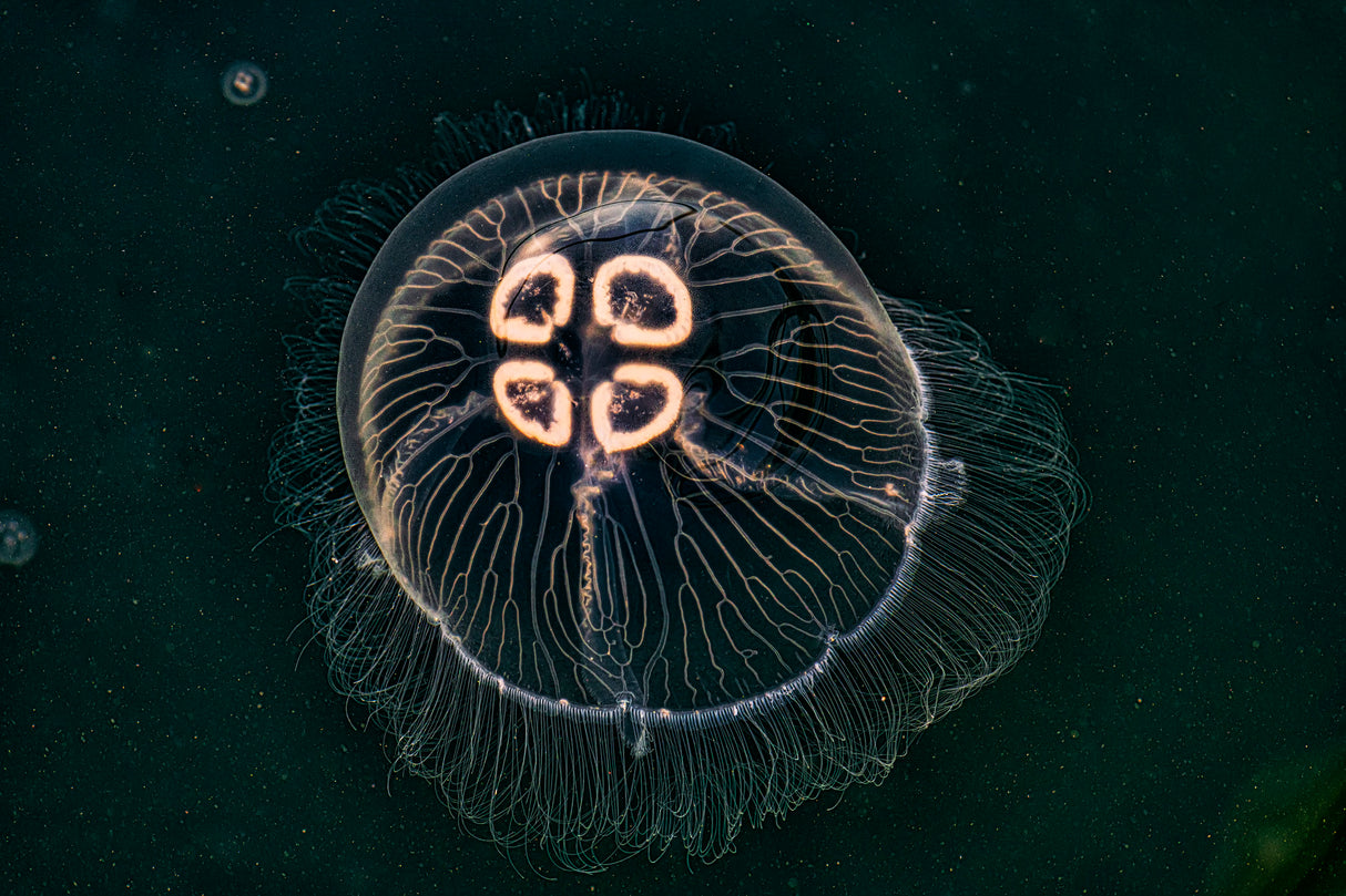Jellyfish Poster och Canvastavla