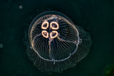 Jellyfish Poster och Canvastavla