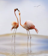flamingo kiss Poster och Canvastavla