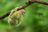Brown-throated sloth Poster och Canvastavla