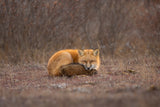 Red Fox Poster och Canvastavla