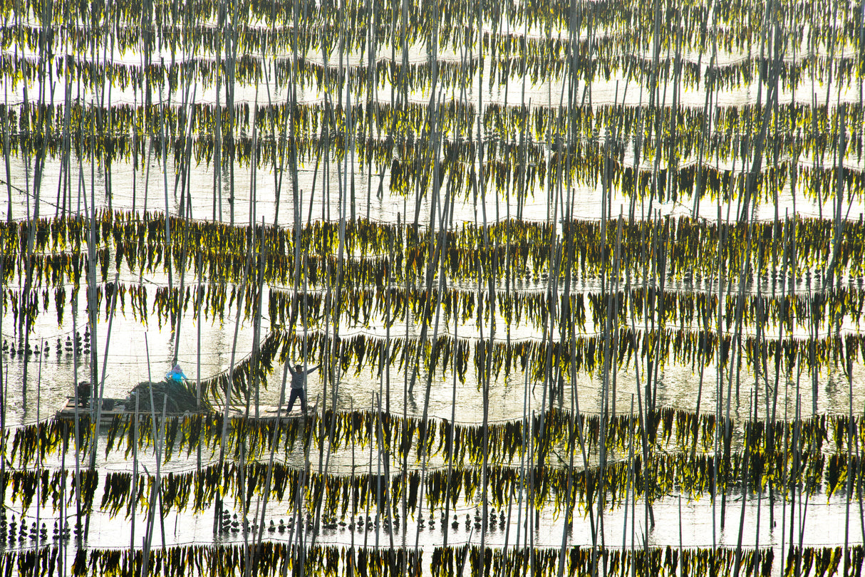 Harvesting kelp Poster och Canvastavla