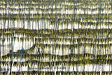 Harvesting kelp Poster och Canvastavla