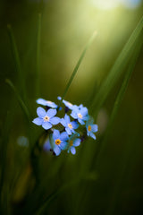 Forget-me-not Poster och Canvastavla