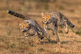 Playful cheetah cubs Poster och Canvastavla