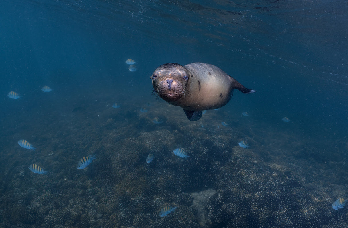 Sleepy ... (Sea lion puppy) Poster och Canvastavla