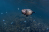 Sleepy ... (Sea lion puppy) Poster och Canvastavla