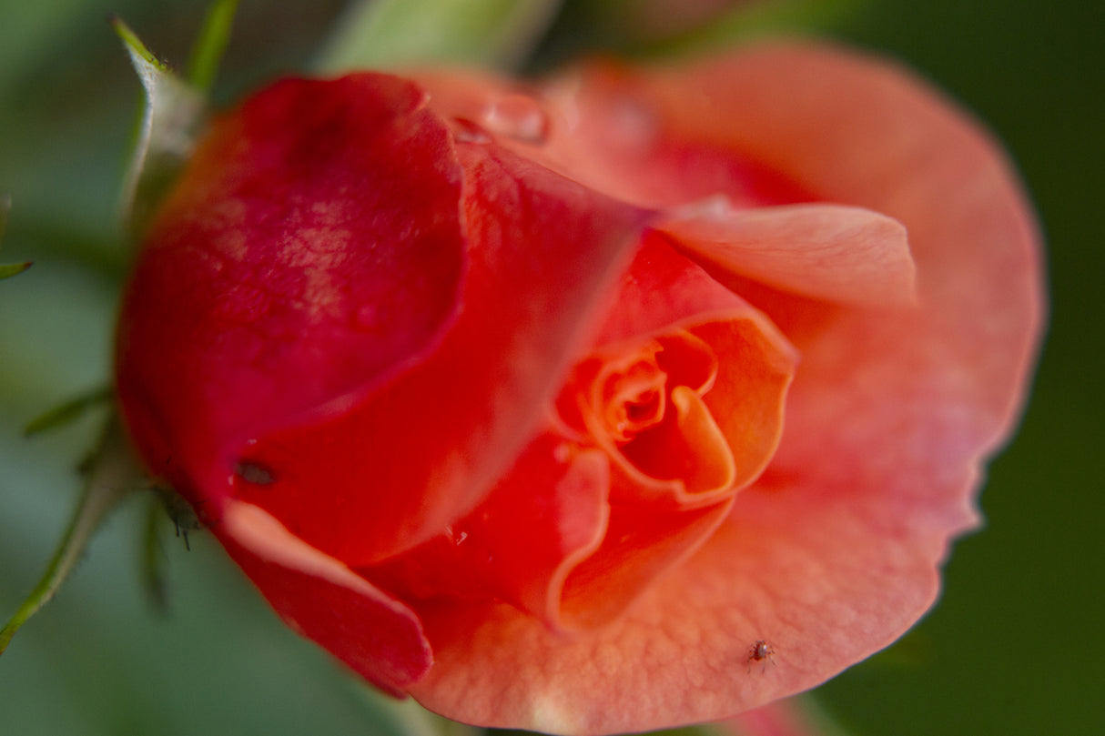 beautiful rose flower Poster och Canvastavla