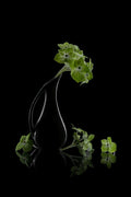 Green hydrangeas Poster och Canvastavla