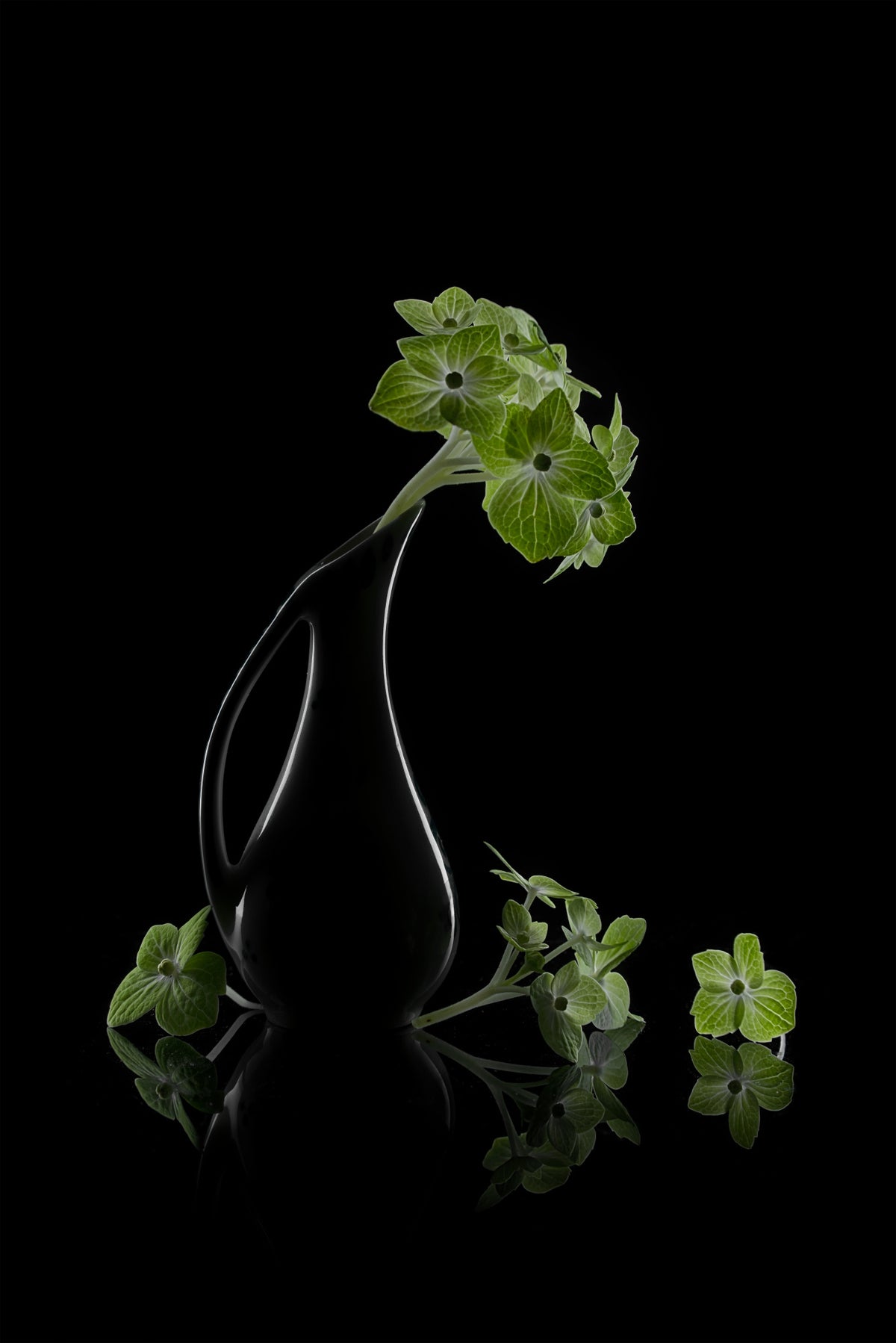 Green hydrangeas Poster och Canvastavla