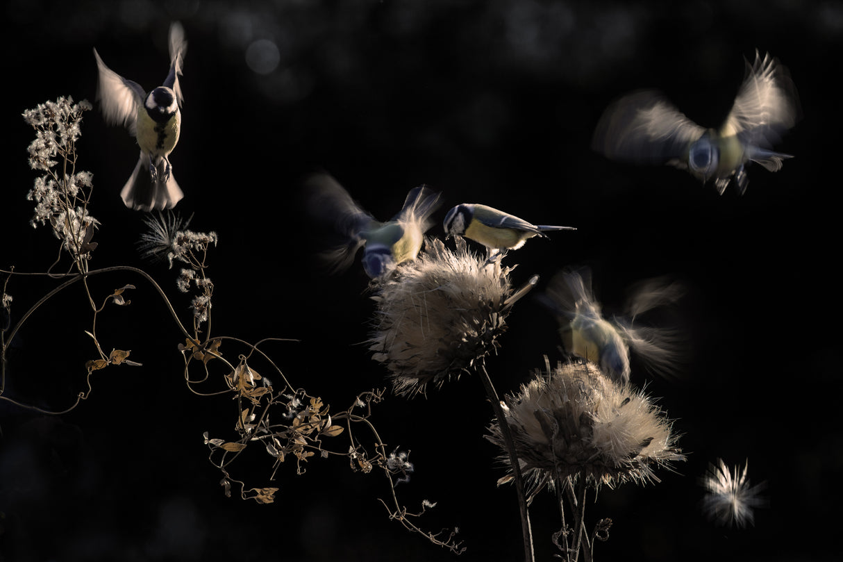 Artichokes hearts Poster och Canvastavla