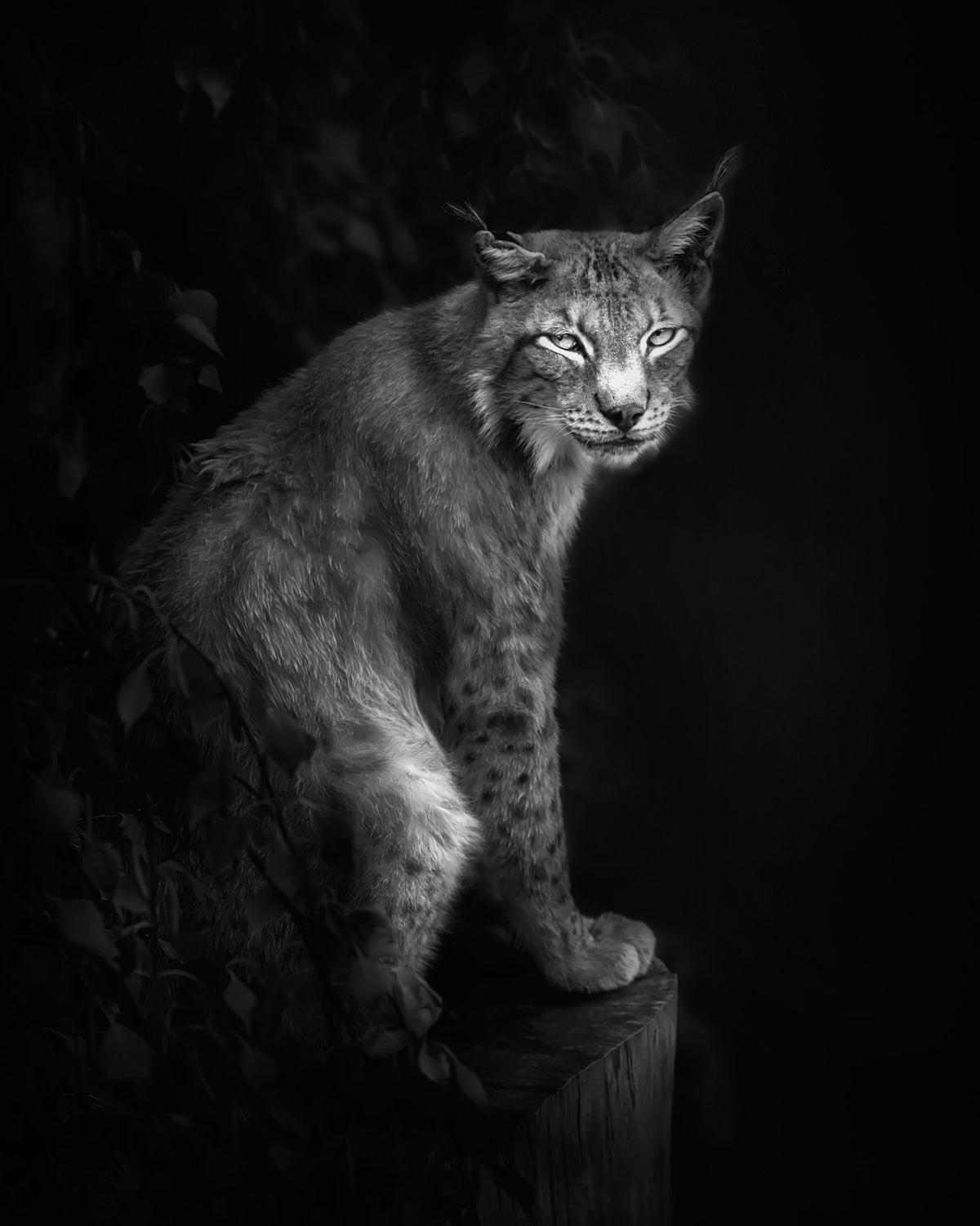 Lynx portrait in B&amp;W Poster och Canvastavla