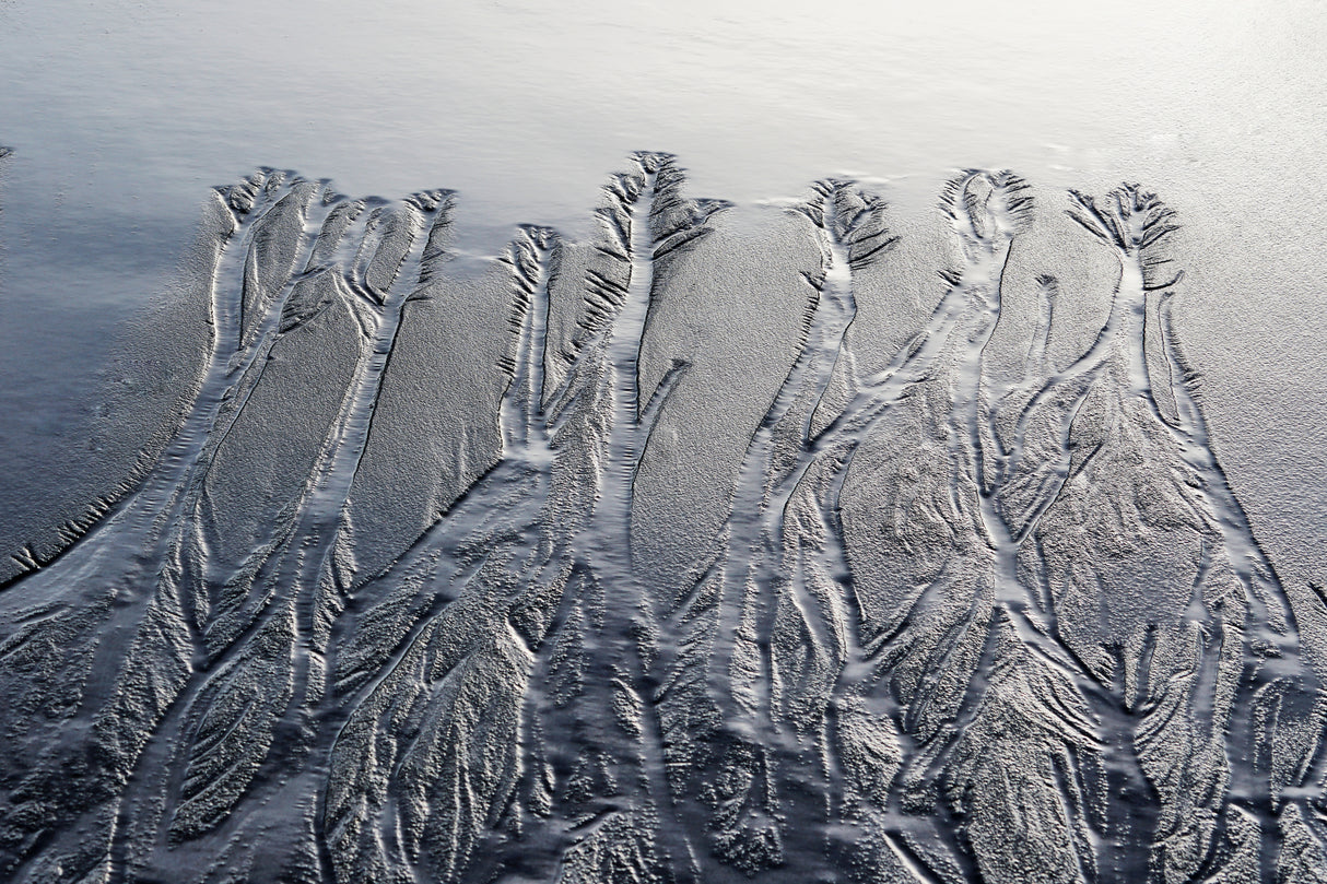 Forest drawn by the water Poster och Canvastavla