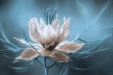 *Nigella* Poster och Canvastavla