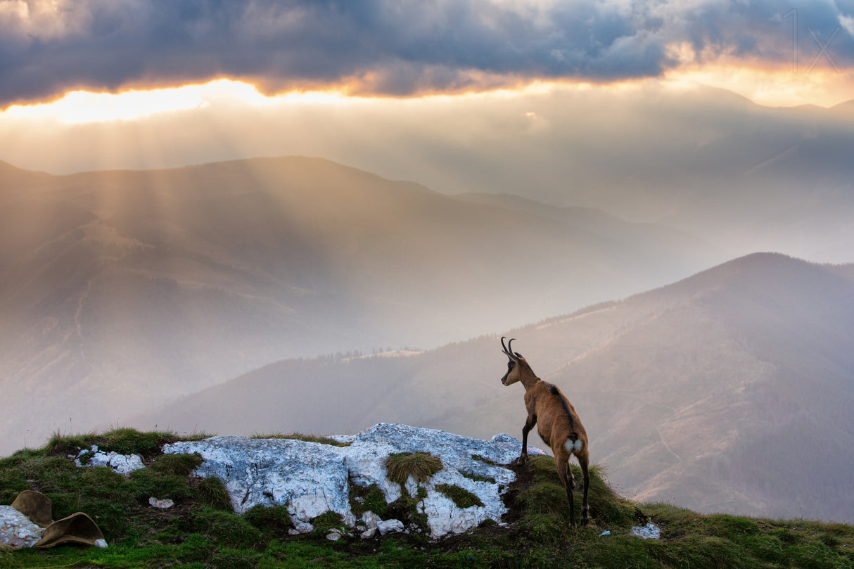 Chamois in Piatra Craiului Romania Poster och Canvastavla