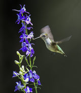 Hummingbird Poster och Canvastavla