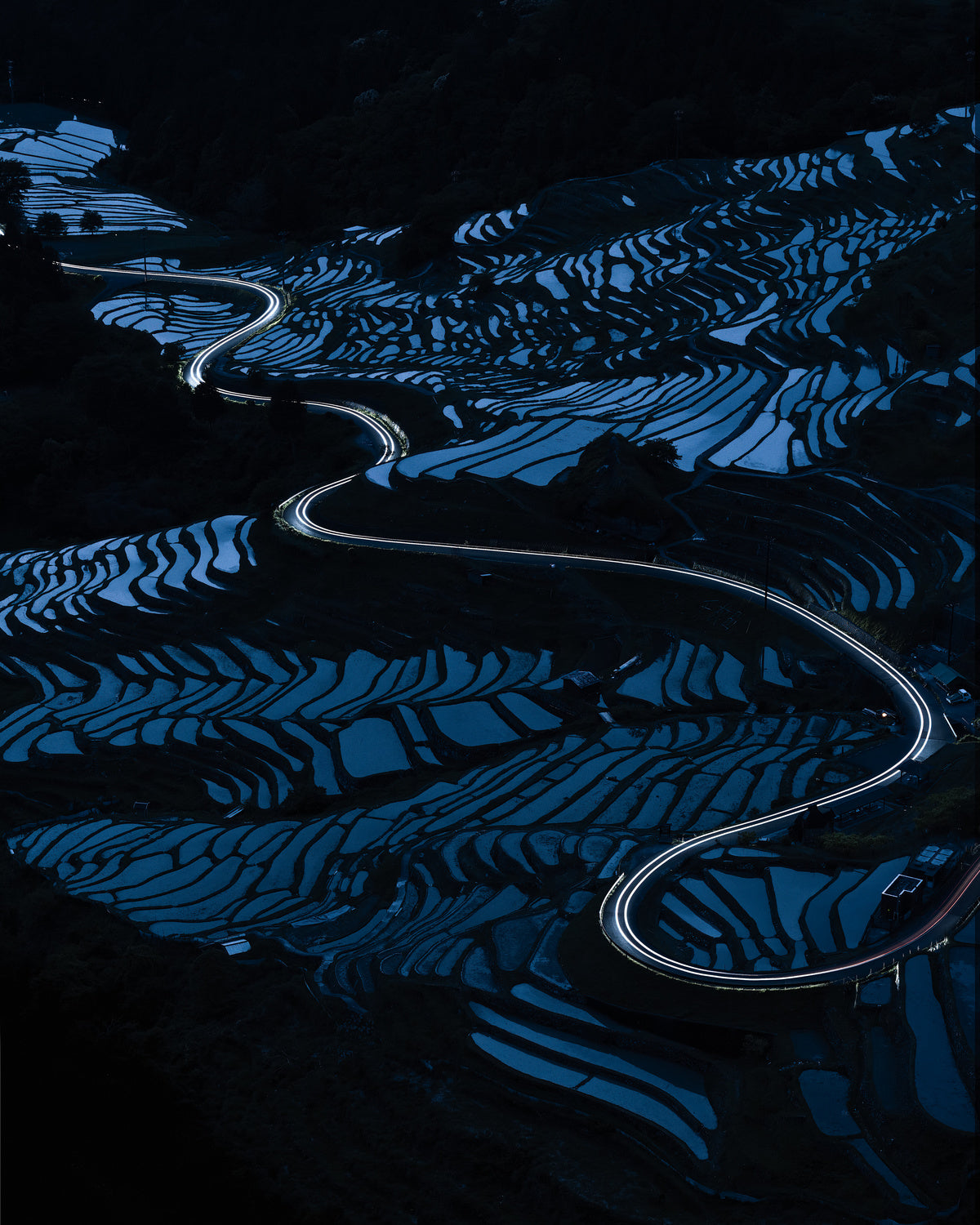 Blue paddy field Poster och Canvastavla