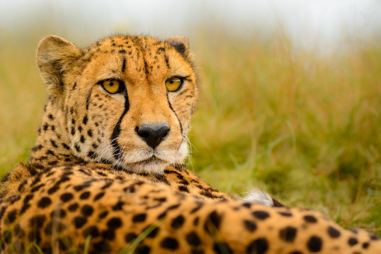 Cheetah stare Poster och Canvastavla