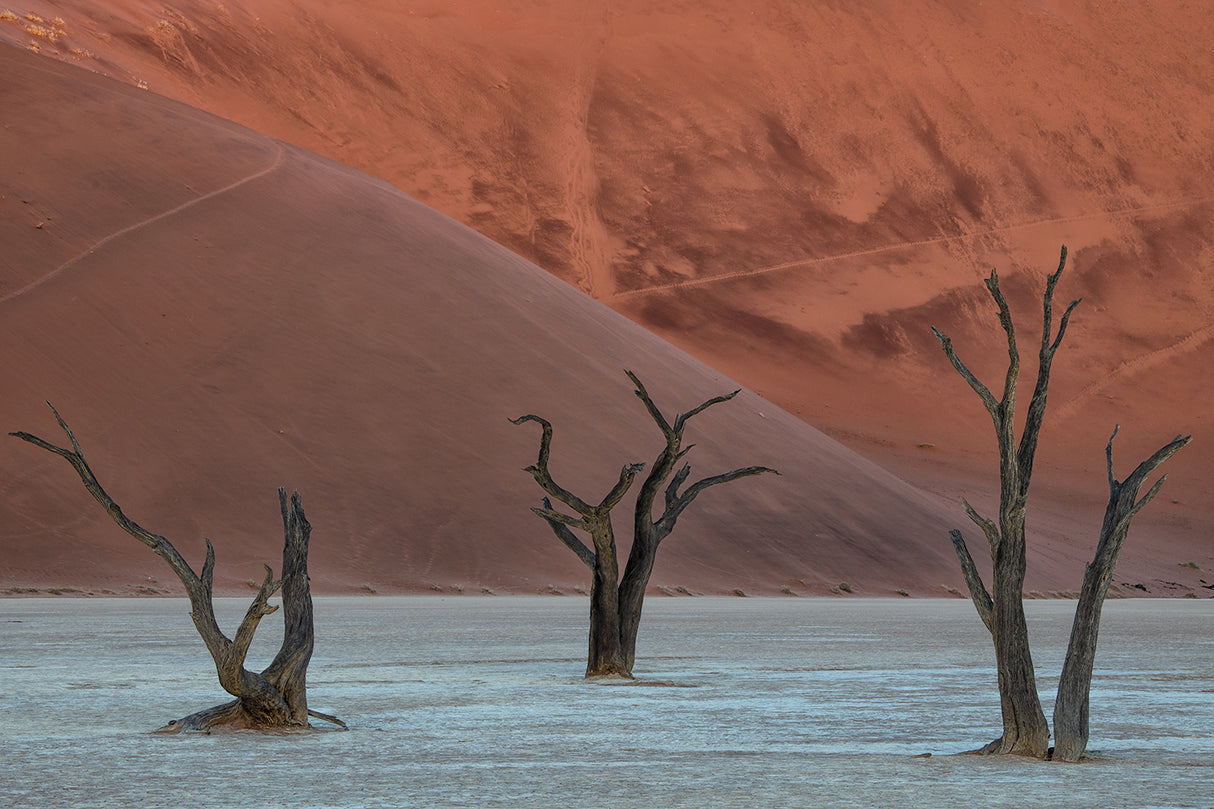 Deadvlei Poster och Canvastavla