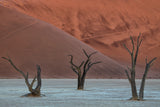 Deadvlei Poster och Canvastavla